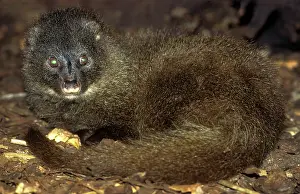 Mongooses: Water / Marsh Mongoose