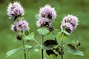 Mentha: Water Mint