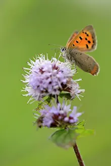 Mentha: Water Mint