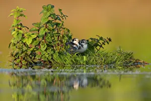 Chlidonias: Water Mint