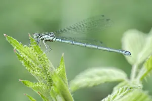 Mites: Water Mite larvae on Damselfly, Norfolk UK