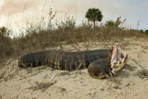 Roadside: Water Moccasin
