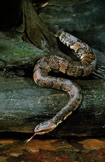 Moccasin: Water Moccasin