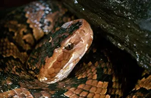 Moccasin: Water Moccasin