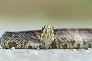 Moccasin: Water Moccasin