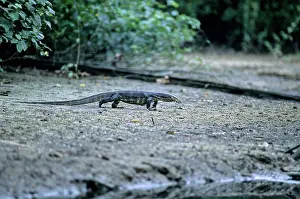 Salvator: Water Monitor