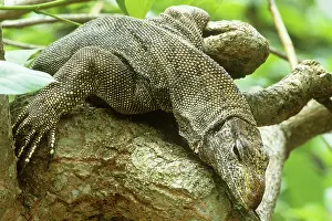 Salvator: Water Monitor