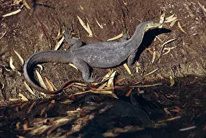 Varanus: Water Monitor