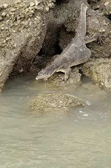 Varanus: Water Monitor