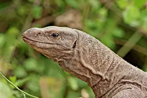 Monitors: Water Monitor Lizard