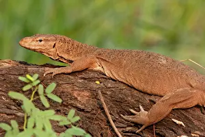 Monitors: Water Monitor Lizard