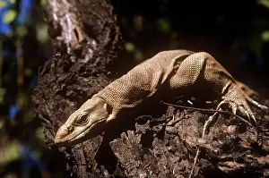 Monitors: Water Monitor LIZARD