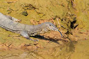 Salvator: Water Monitor Lizard