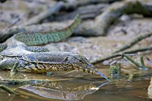 Salvator: Water Monitor Lizard