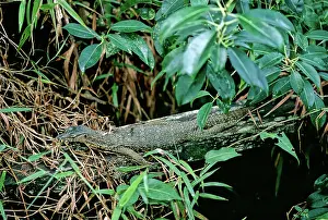Sarawak: Water Monitor Lizard