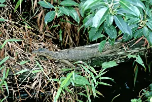 Sarawak: Water Monitor Lizard