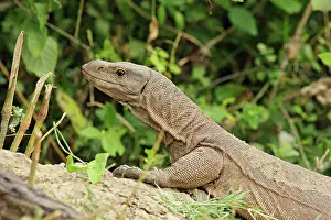 Keoladeo: Water Monitor Lizard, Keoladeo National Park