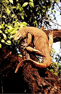 Monitor: WATER MONITOR LIZARD - IN TREE