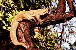 Monitor: WATER MONITOR LIZARD - IN TREE