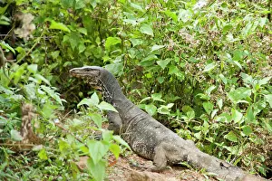 Salvator: Water Monitor - among low shrubs in rain forest