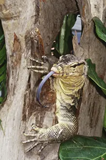 Salvator: Water Monitor (Varanus salvator)