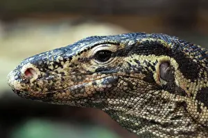 Varanus: Water monitor (Varanus salvator), animal portrait