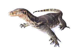 Java: The water monitor (Varanus salvator) is a large