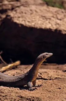 Monitors: Water Monitor, Western Australia