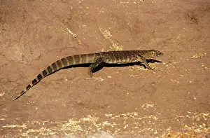 Monitors: Water / Nile Monitor Lizard