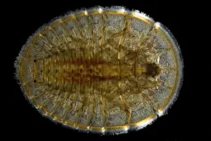 Penny: Water Penny Beetle Larva