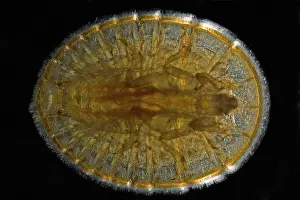 Penny: Water Penny Beetle Larva