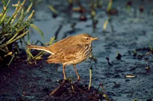 Pipits: Water Pipit