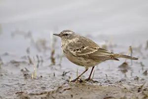 Anthus: Water Pipit