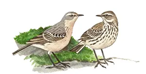 Anthus: Water Pipit