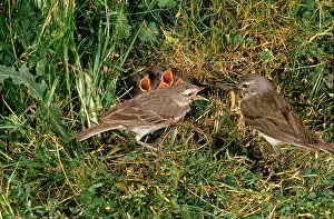 Pipits: Water Pipit - adults at nest feeding young
