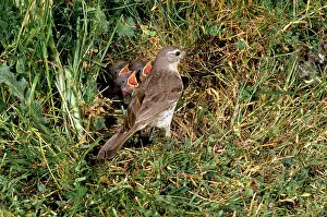 Pipits: Water Pipit - at nest with young