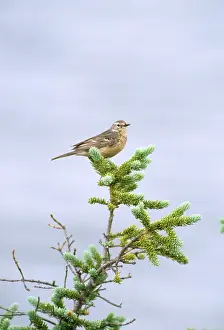Pipits: WATER PIPIT - ON TOP OF PLANT