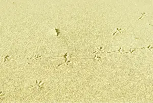 Tracks: WATER PIPIT TRACKS - in sand
