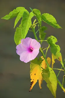Grows: Water Plant - tall swamp flower with a light pink