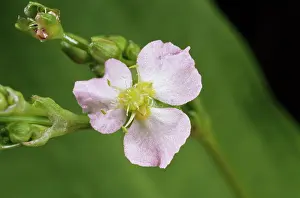 Plantains: Water Plantain - Petals open, ('sunny stateI)