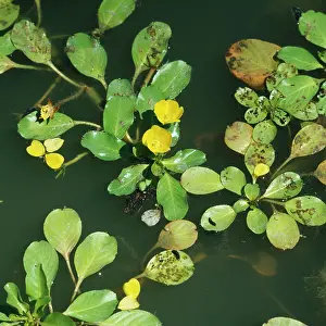 Strips: WATER PRIMROSE / Clove Strip