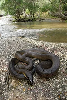 Liasis: Water Python