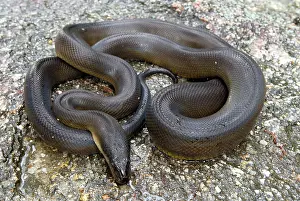 Liasis: Water Python