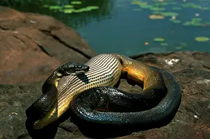 Antaresia: Water python (Antaresia fuscus) that has swallowed