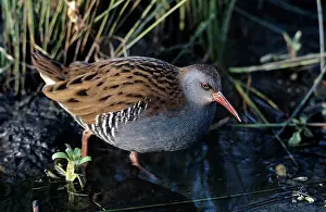 WATER RAIL