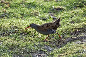 Aquaticus: Water rail