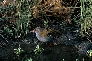Aquaticus: Water Rail