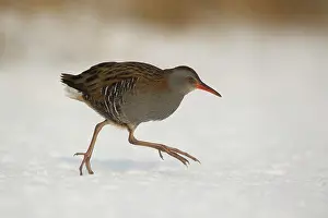 Aquaticus: Water Rail