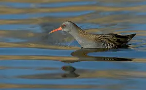 Aquaticus: Water Rail