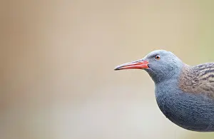 Aquaticus: Water Rail